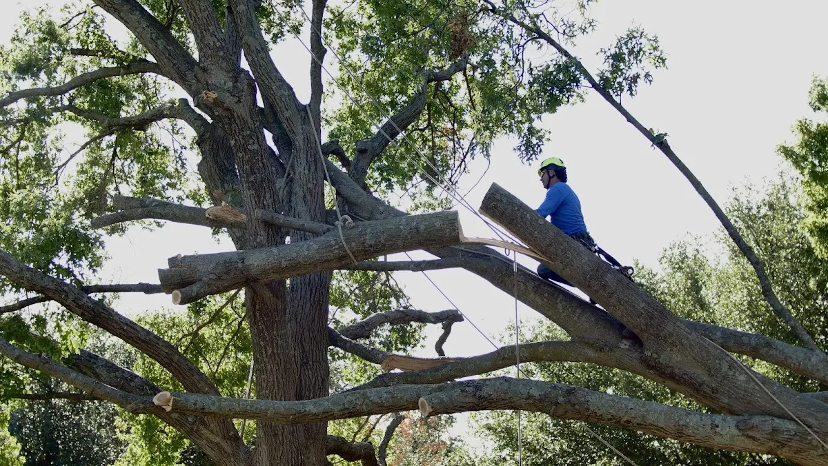 Professional Hazardous Tree Removal performed by certified arborists in Woolwine